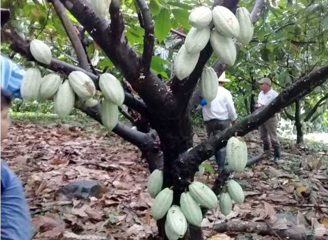 Cultivo de Cacao en Camoapa