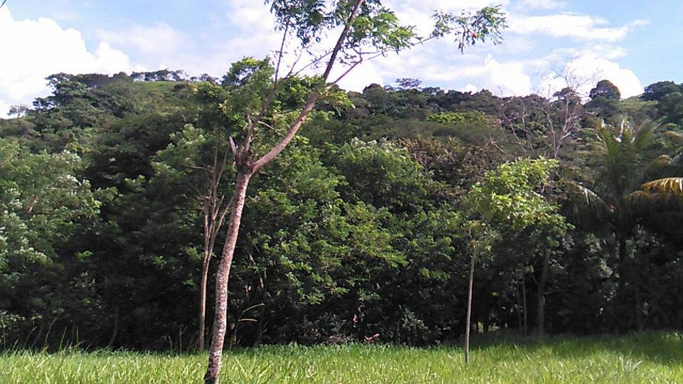 Alrededores de unos ocho productores de Camoapa podrán aprovechar distintas plantaciones de madera.