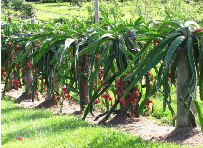 Las plantaciones de pitahayas muestran la falta de lluvias.