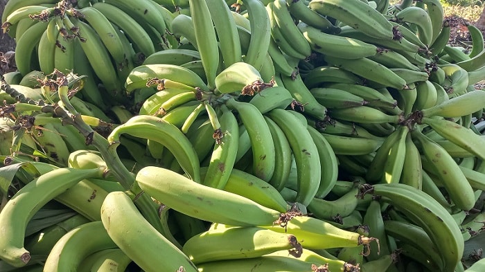 A productores de plátano de Rivas les va bien pero se quejan por altos