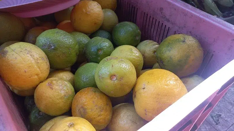 En Juigalpa el limón y la naranja aumentaron de precio