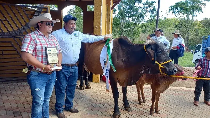 Productor gana por tercer año consecutivo el concurso de la Vaca lechera en Nueva Guinea