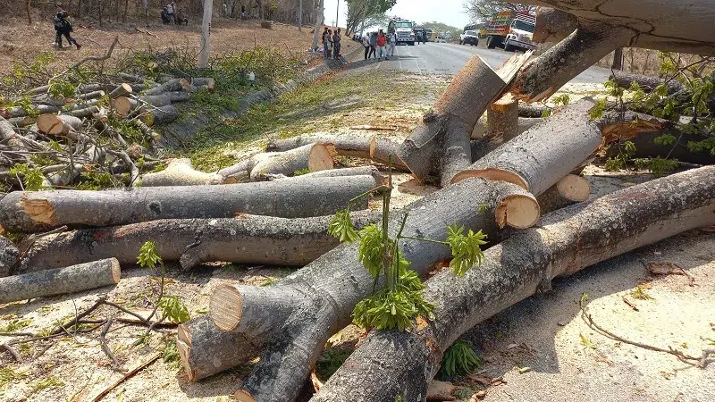 Órganos de rescates derriban veterano árbol en comarca de Juigalpa