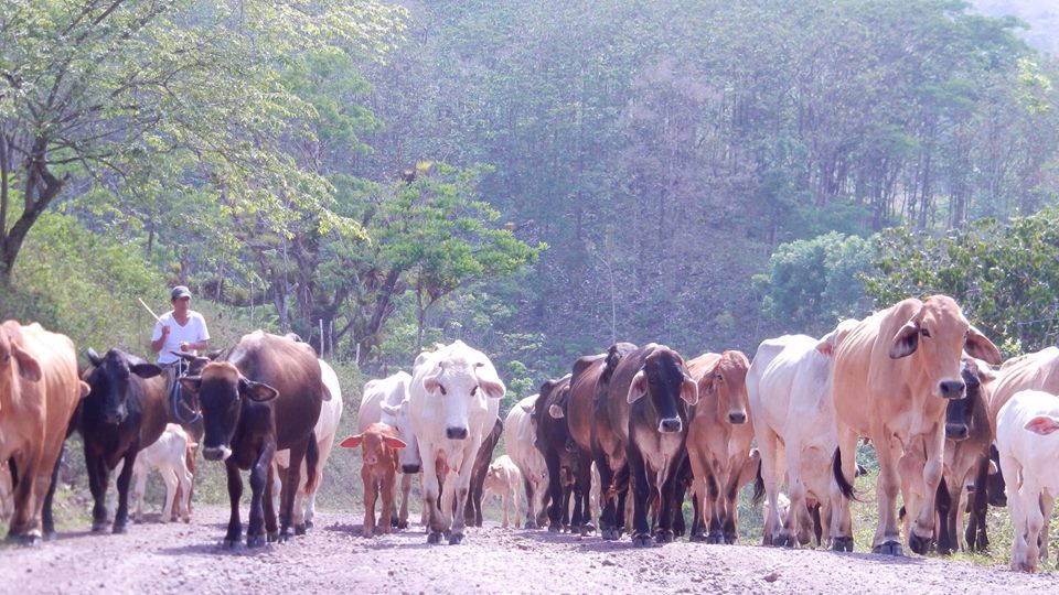 Este verano la producción láctea en Camoapa podría verse afectada