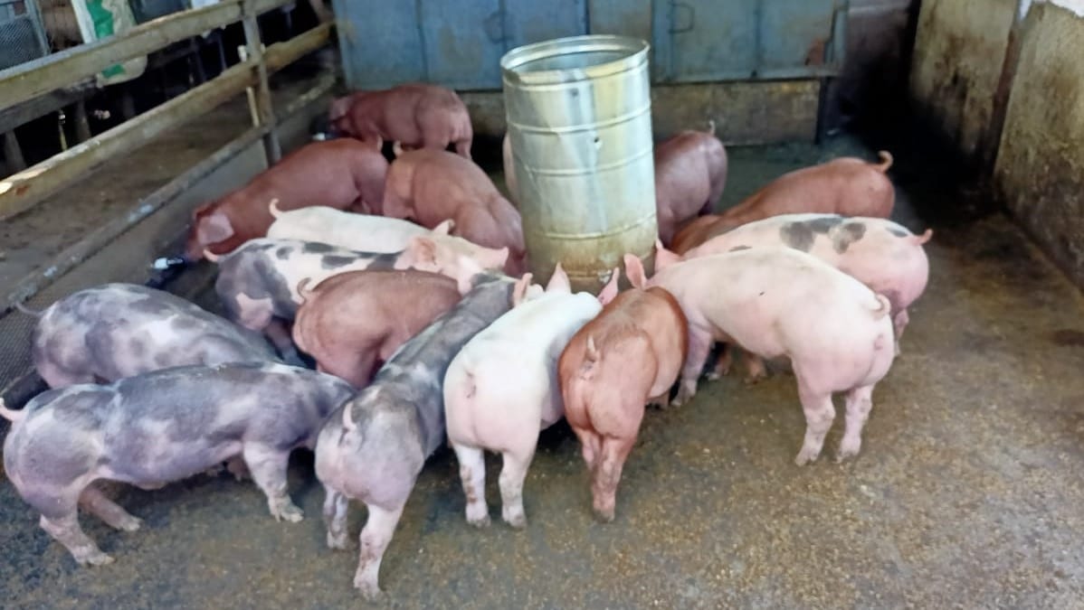 Carne de cerdo alcanza  los cien córdobas por libra  en el mercado de Granada