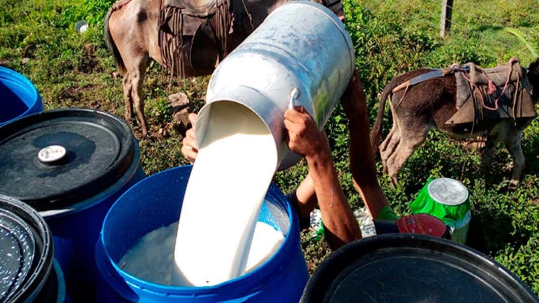 Camoapa no registra grandes bajas en producción de leche