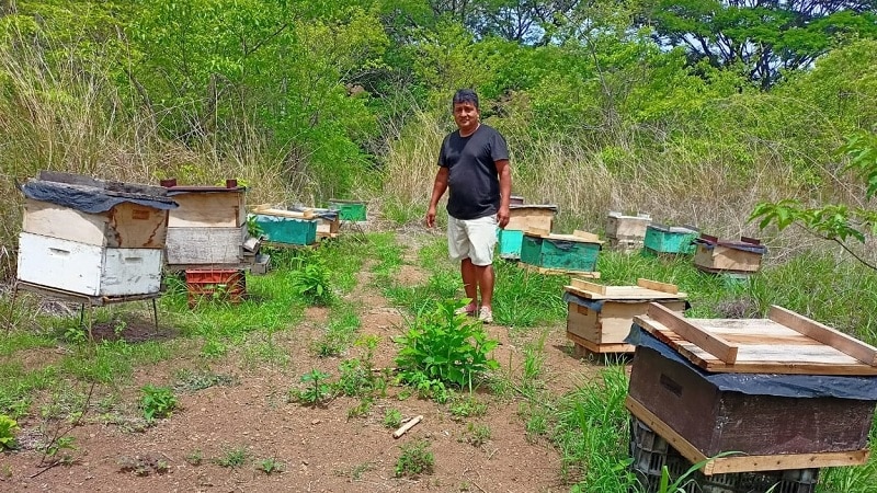 En la finca de cuatro manzanas, ubicadas en la reserva del volcán Mombacho, poseen 30 colmenas que producen hasta cinco barriles de miel orgánica