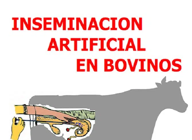 Inseminación artificial en bovinos | Radio Camoapa | Al servicio de la
