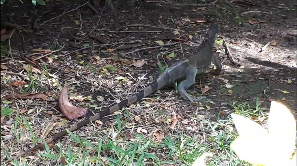 Ciclo de reproducción de iguanas y garrobos ocurre en verano