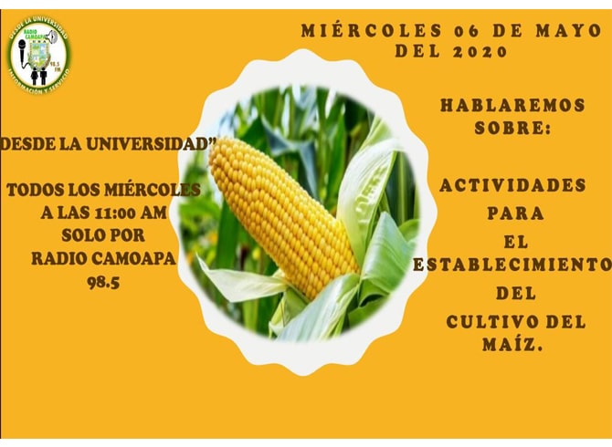 Las propiedades y los beneficios del maíz | Radio Camoapa | Al servicio de  la comunidad