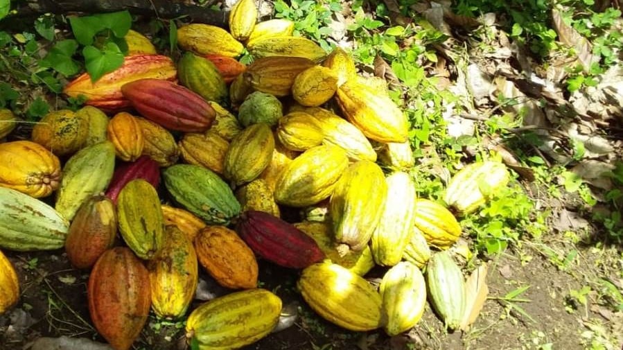 El cacao es uno de los ingredientes indispensable para la elaboración del tradicional pinolillo.