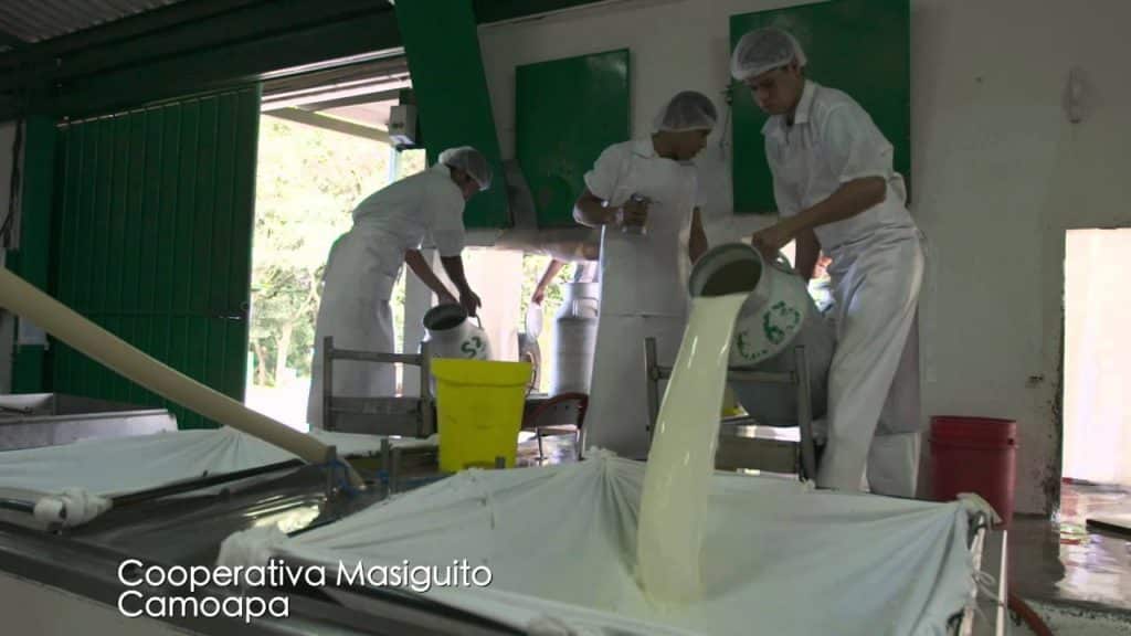 Procesamiento de leche en la Cooperativa Masiguito
