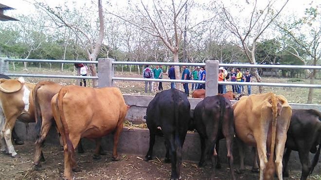 Supuesta baja en el precio de la carne es pura especulación señala gremio ganadero