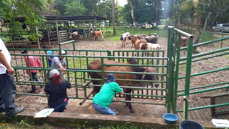 Fertilización Toros