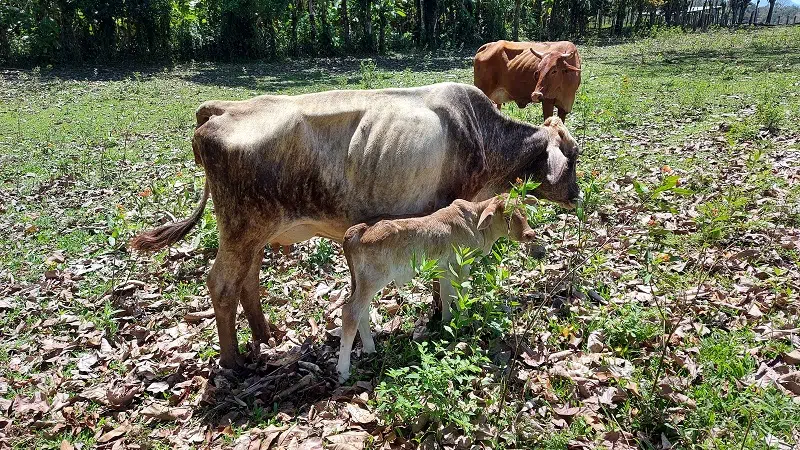 Clima podría afectar al sector de producción de carne bovina en Nicaragua