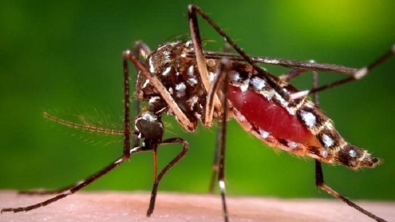 Mosquito del Dengue