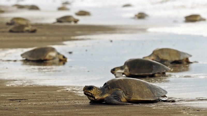 Tortugas animales
