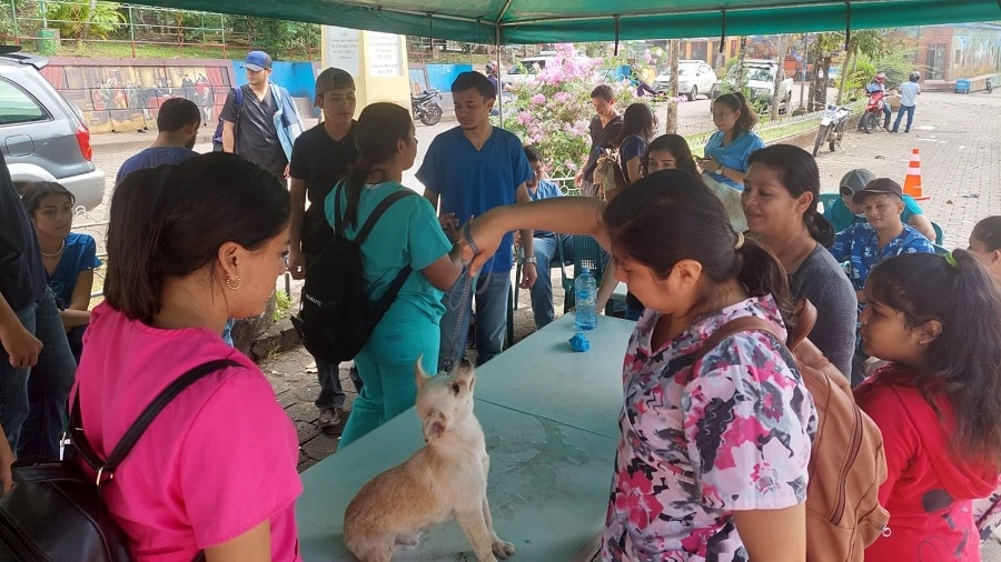 Realizan atención veterinaria gratis a mascotas en Camoapa