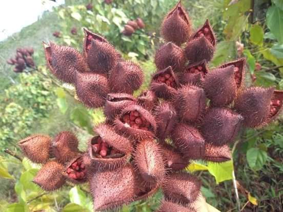Son muchas las familias de El Castillo que se benefician con la producción de achiote.