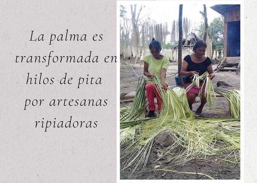 La palma es transformada en hilos de pita