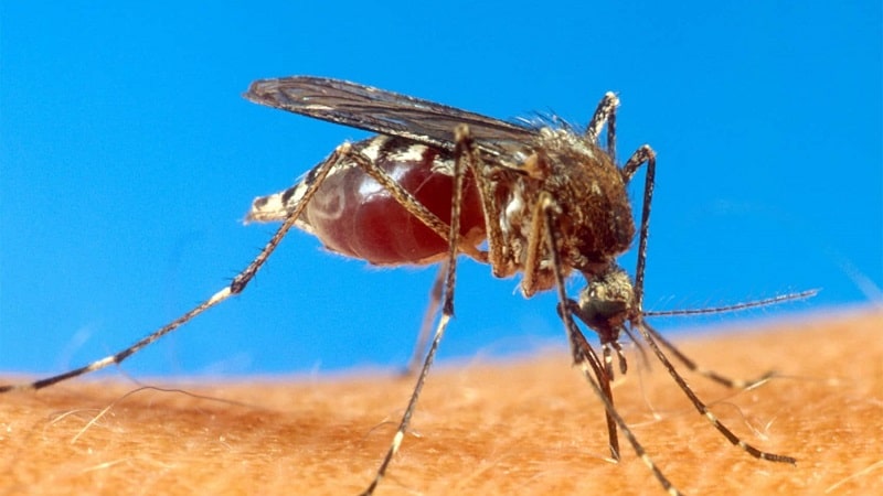Leve incremento de casos de dengue en la ciudad de Camoapa