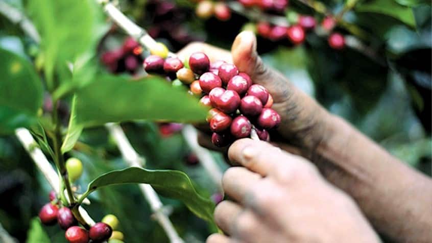 Este año las estimaciones de los caficultores es alcanzar los 600 mil quintales de café oro del ciclo productivo 2022-2023 en las fincas y haciendas de las zonas cafetaleras de los departamentos de Estelí, Madriz y Nueva Segovia, a pesar de la escasez de mano de obra.