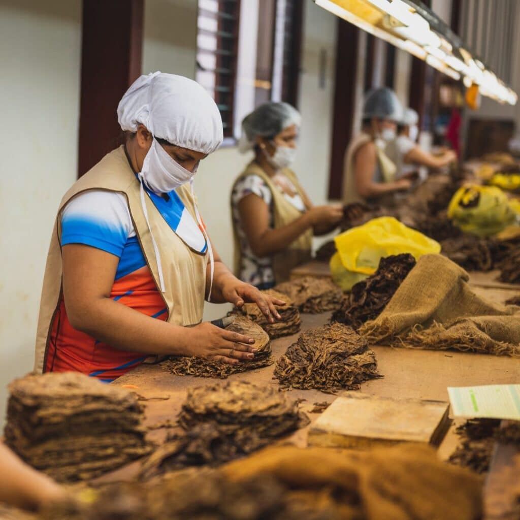 El sector tabaco enfrenta los mismos problemas de los caficultores por la ausencia de jornaleros tradicionales para las labores en las fincas y fábricas de producción de puros en la ciudad de Estelí y localidades de Condega y Jalapa.