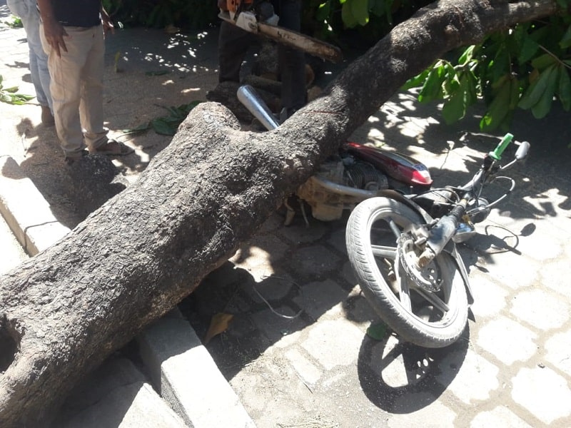 Árbol cae sobre motocicleta