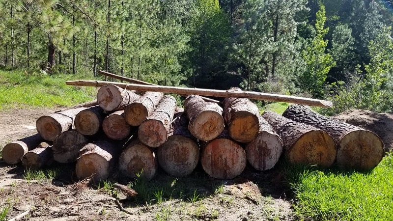 Centenares de tucas de árboles de pino ya están tumbados en varios bosques de pinares de San José de Cusmapa
