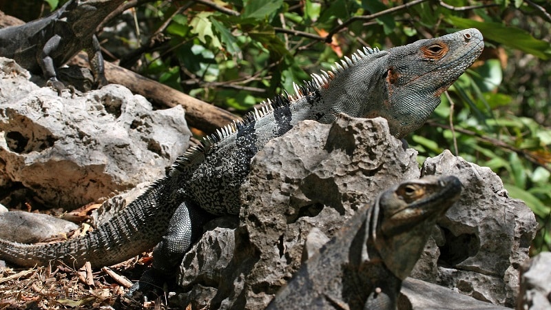 Hay que cuidar a las iguanas y garrobos en la temporada de verano
