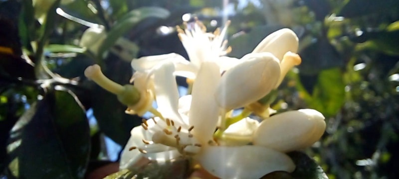 Floración en cultivos de cítricos