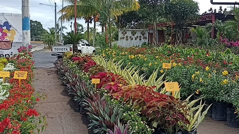 Este vivero también se dedica a la construcción de jardines en viviendas y negocios.