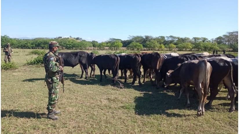 Recuperación de ganado robado por parte del Ejército, Zona fronteriza Somotillo, diciembre 2022. / Cortesía Ejército