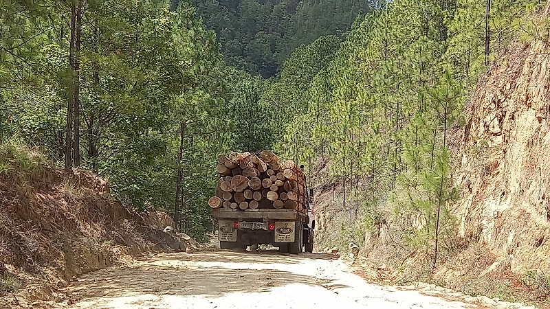 Camiones salen cargados con tucas de pino hacia los aserríos de Ocotal, Somoto y Estelí.