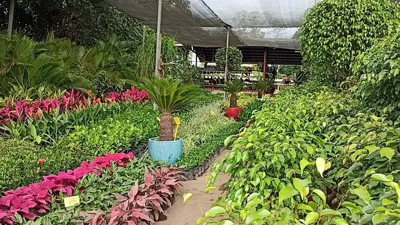 Muchas familias subsisten de la venta de plantas ornamentales en esta zona turística