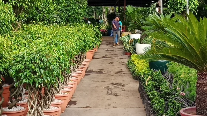 Estos emprendedores relatan que anteriormente compraban sus plantas en viveros de Niquinohomo y Masatepe