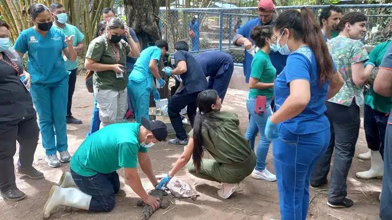 Médicos veterinarios de diferentes departamentos de Nicaragua, fueron capacitados en técnicas de manejo y bienestar de animales.