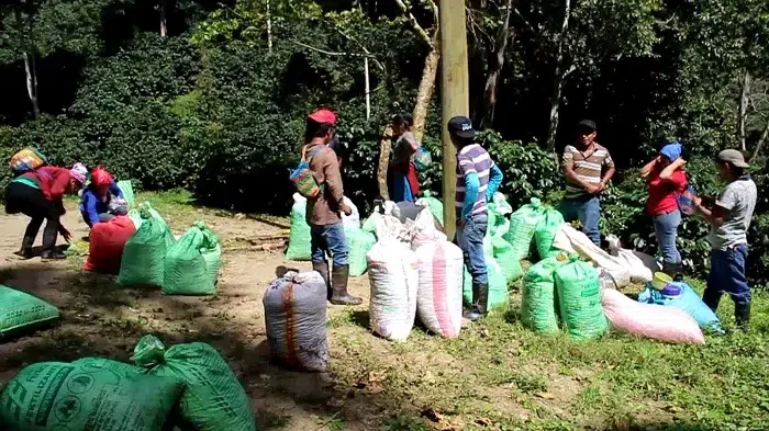 La falta de cortadores tradicionales en las fincas y haciendas cafetaleras en la región norte de Las Segovias incurrió mucho en la baja producción de la cosecha de este ciclo productivo 2022- 2023.