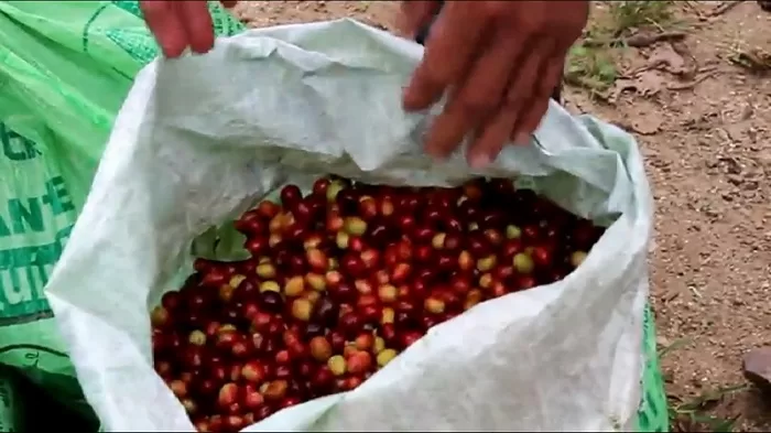 Unos 2 mil 300 productores de café de los departamentos de Estelí, Madriz y Nueva Segovia, concluyeron este pasado domingo con el ciclo productivo 2022-2023.