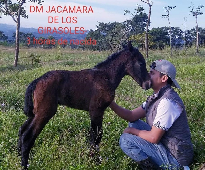 Talento y pasión por los caballos