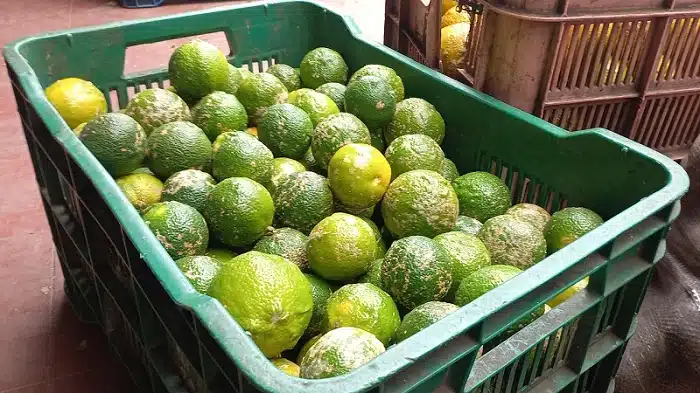 El comerciante de frutas y verduras Luis Galeano, lamentó la escasez de limón en el Mercado Central de Juigalpa.