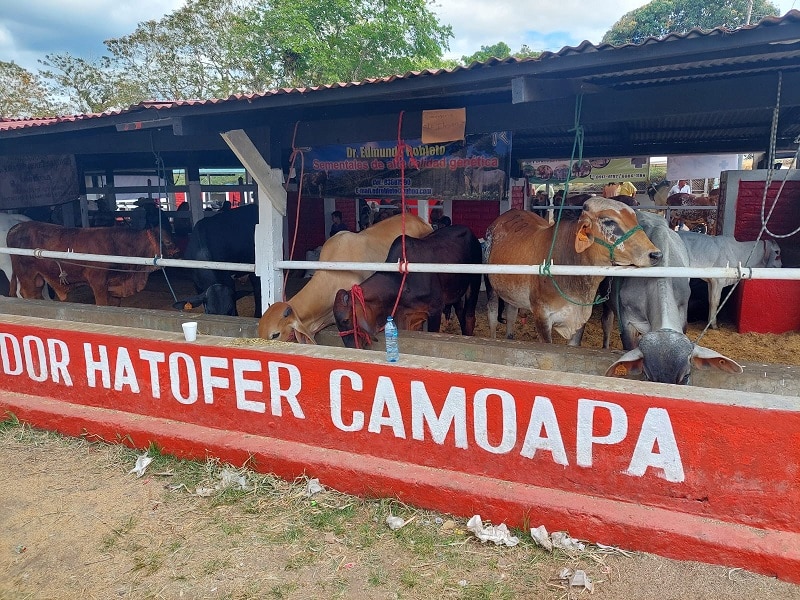Exposicion de ganado en la feria Hatofer Camoapa 2023