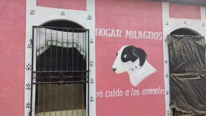 Para continuar al frente del Refugio Milagros, su Directora solicita apoyo, debido a que los perros de la calle han aumentado con las migraciones de familias enteras.