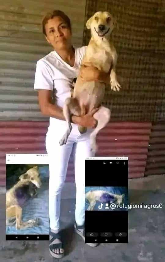 Elieth Vargas pone en práctica sus aprendizajes en medicina para atender a perros y gatos callejeros y caballos abandonados.