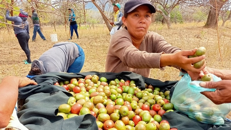 La cosecha de jocote empieza a salir en esta temporada y es aprovechada por los productores en momentos que dejan de cosechar sus granos de maíz, frijoles y yuca.