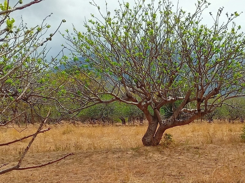 La buena producción en estas tierras hace que cada año lleguen a las comunidades, comerciantes procedentes de Honduras a comprar con sus camiones la cosecha de jocote.