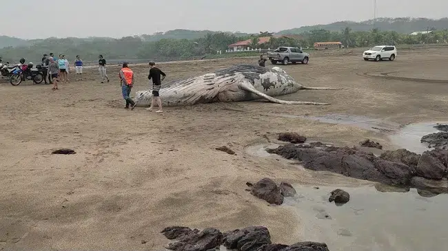 Expertos critican entierro de ballena en El Viejo: “exponen a la comunidad a una contaminación”, dicen