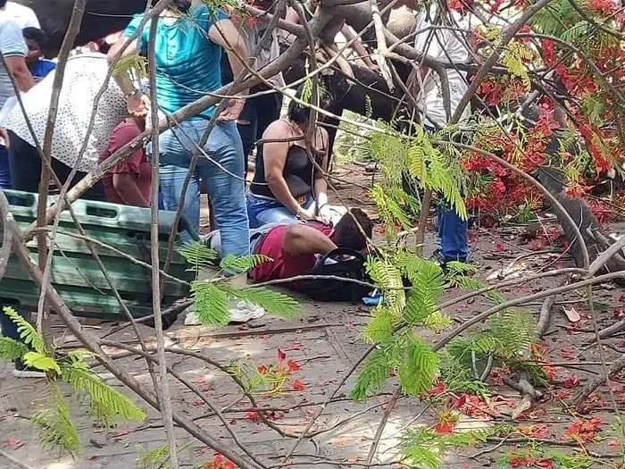 Una pareja resultó lesionada tras la caída de un árbol de malinche. Foto: Cortesía.