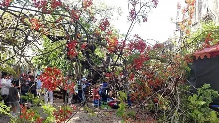 Cae sobre varias personas árbol de malinche en parque de León