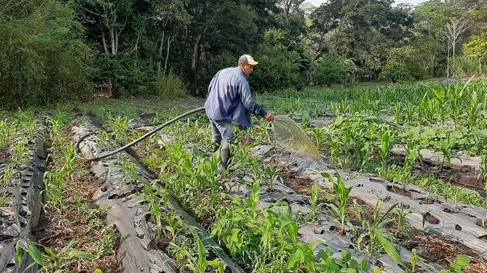 Familia de Jinotega sobrevive en su pequeño huerto, comiendo y vendiendo lo que cultiva
